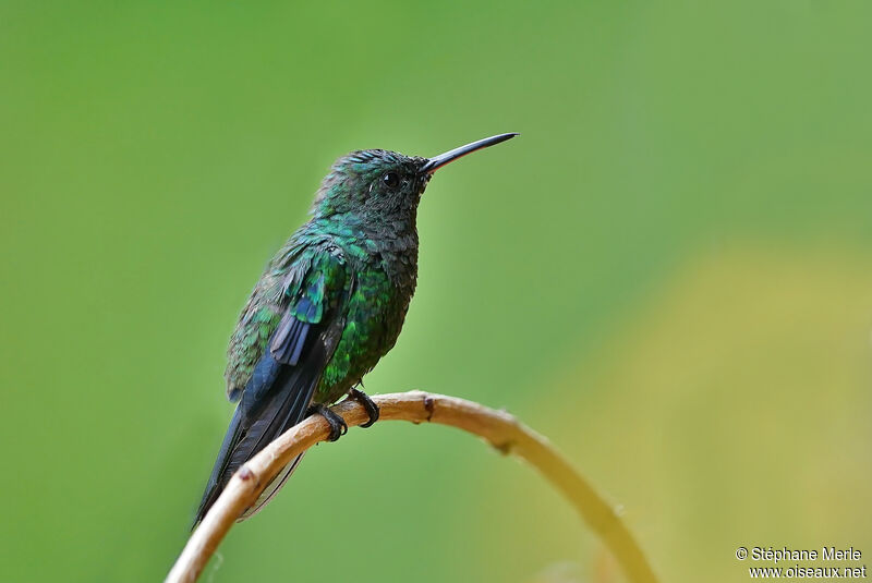 Steely-vented Hummingbird male adult