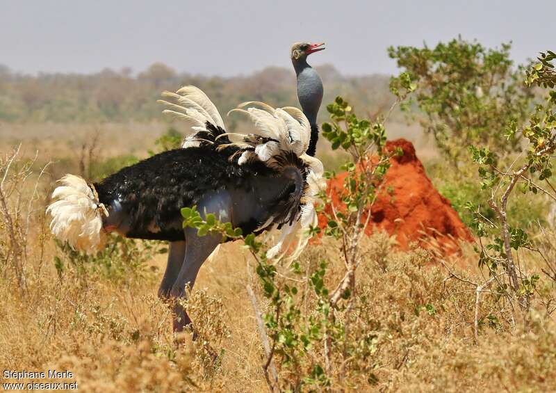 Somali Ostrich male adult breeding, habitat, pigmentation, courting display, Behaviour