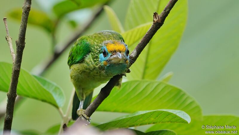 Yellow-fronted Barbet