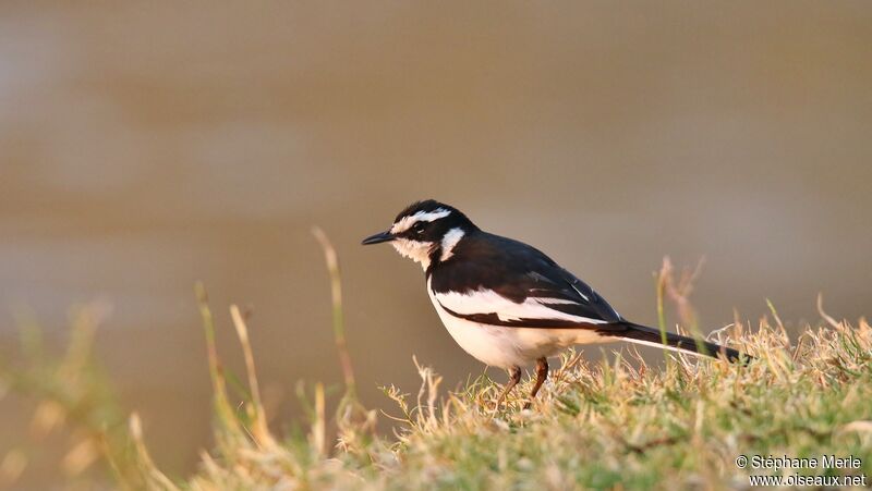 African Pied Wagtailadult