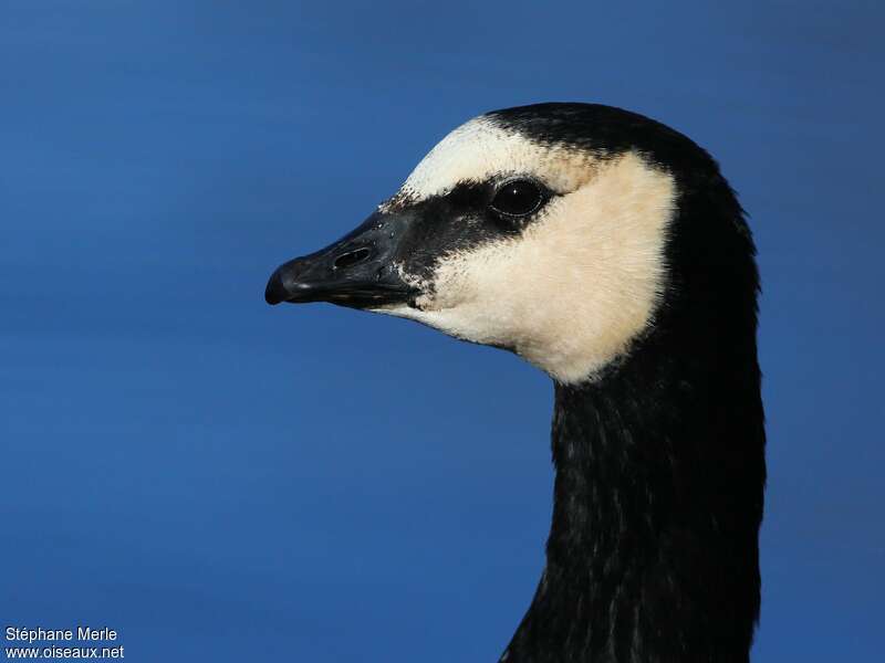 Barnacle Goose, close-up portrait