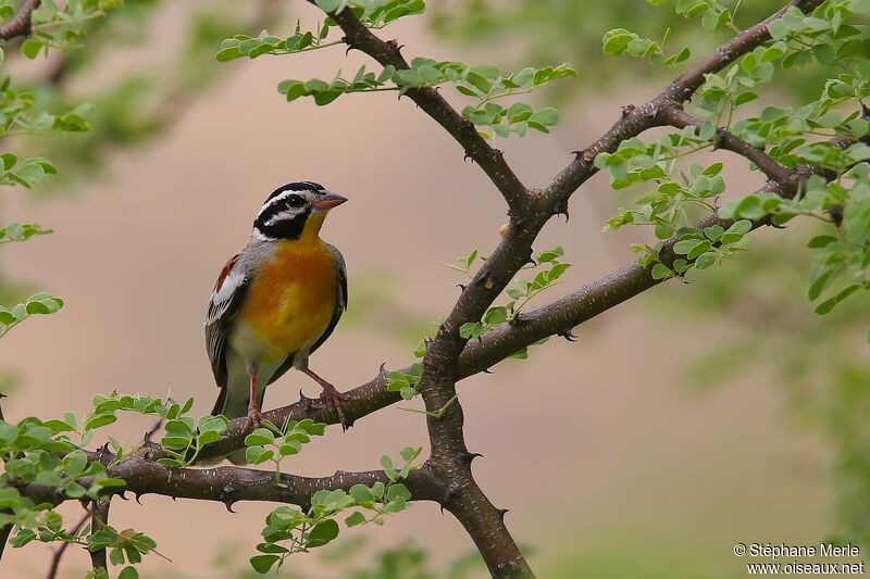 Golden-breasted Buntingadult