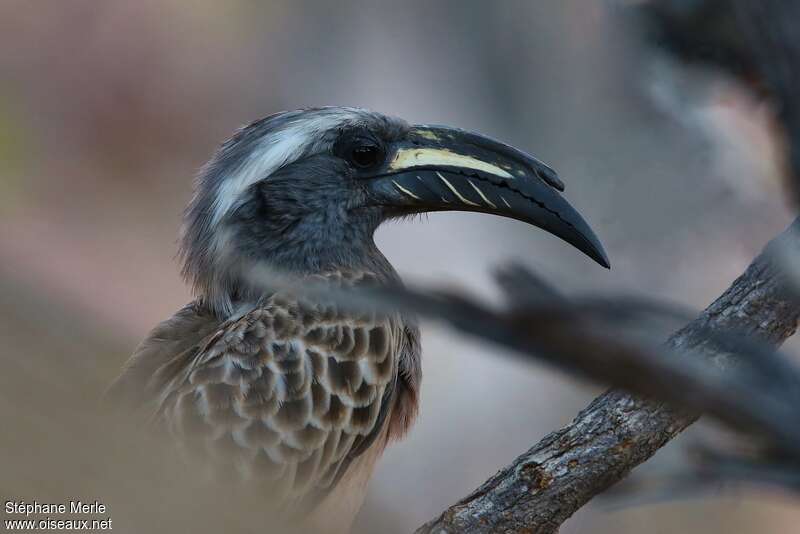 African Grey Hornbill male, close-up portrait