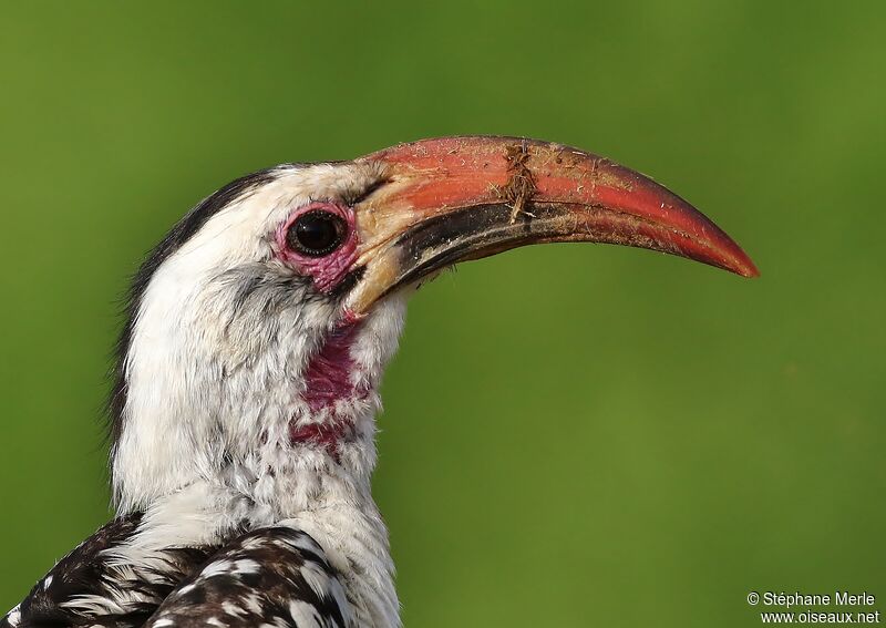 Northern Red-billed Hornbill male adult