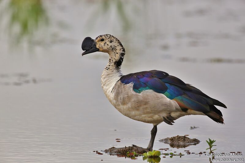 Knob-billed Duck male adult