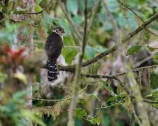 Barred Forest Falcon
