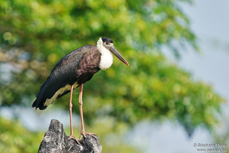 Woolly-necked Storkadult