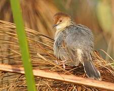 Carruthers's Cisticola
