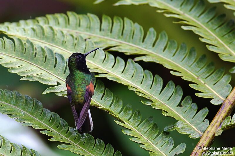 Black-bellied Hummingbird male adult