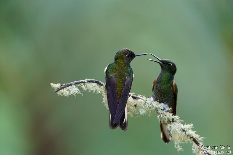 Colibri flavescent mâle adulte