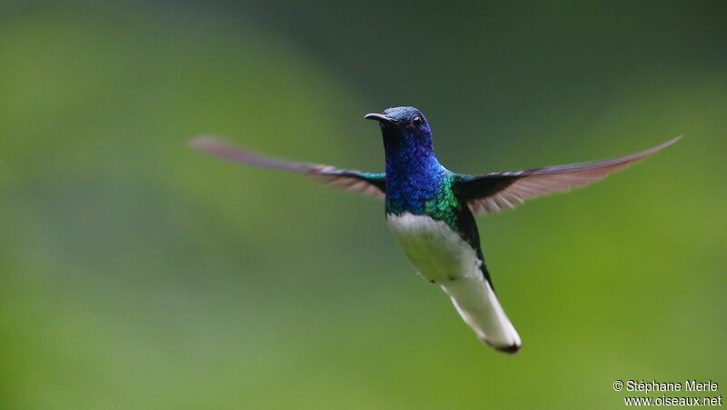 White-necked Jacobin male adult