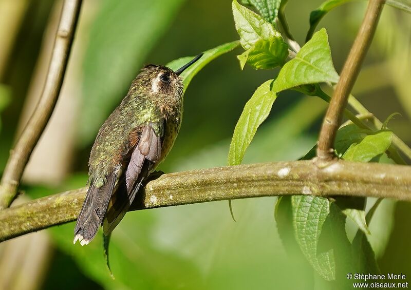 Speckled Hummingbirdadult