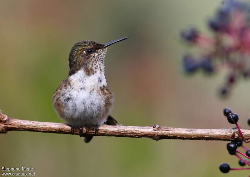 Scintillant Hummingbird female adult, close-up portrait