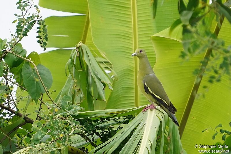 Pink-necked Green Pigeon female adult