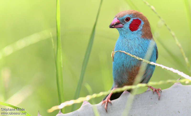 Red-cheeked Cordon-bleu male adult, close-up portrait