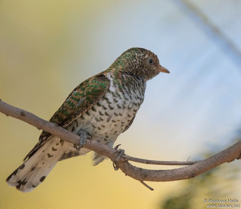 African Emerald Cuckoo female adult