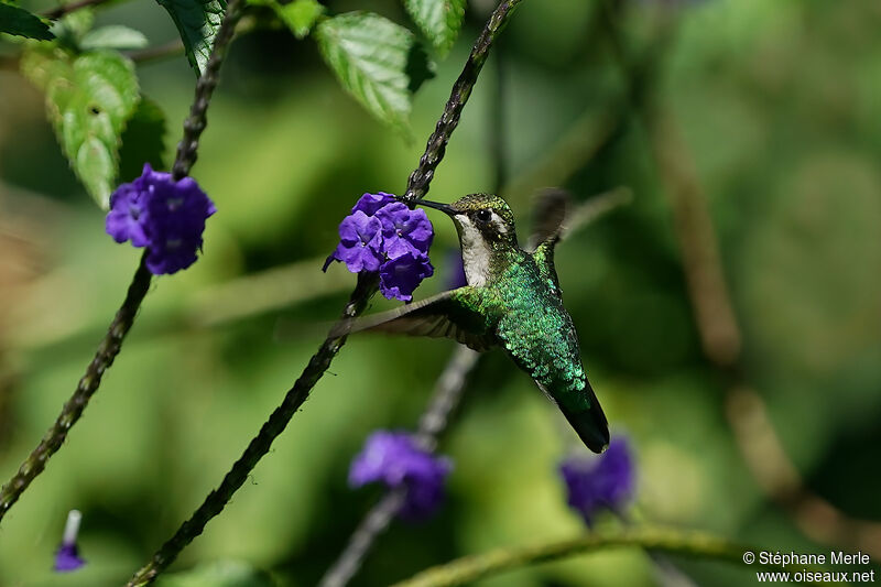 Blue-tailed Emerald female adult
