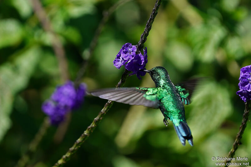 Blue-tailed Emerald male