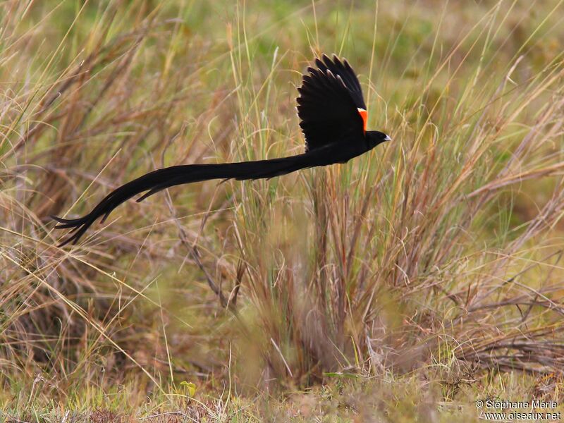 Long-tailed Widowbird male adult breeding