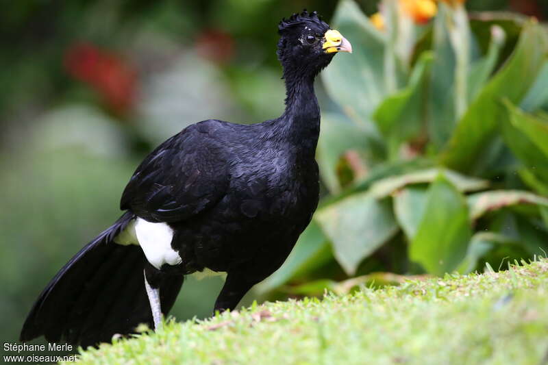 Great Curassow male adult, identification