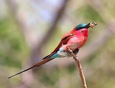 Southern Carmine Bee-eater