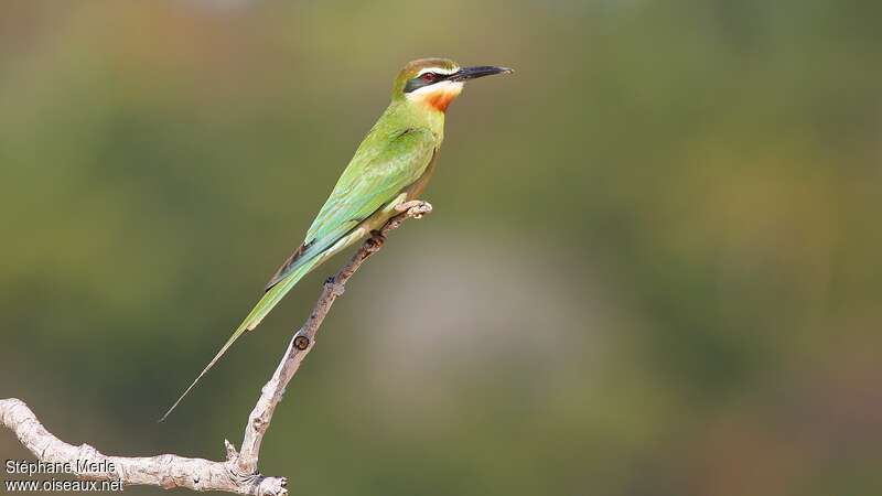 Olive Bee-eater male adult, identification