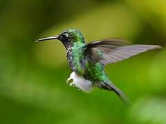 White-booted Racket-tail