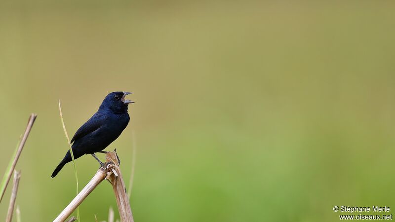 Blue-black Grassquitadult