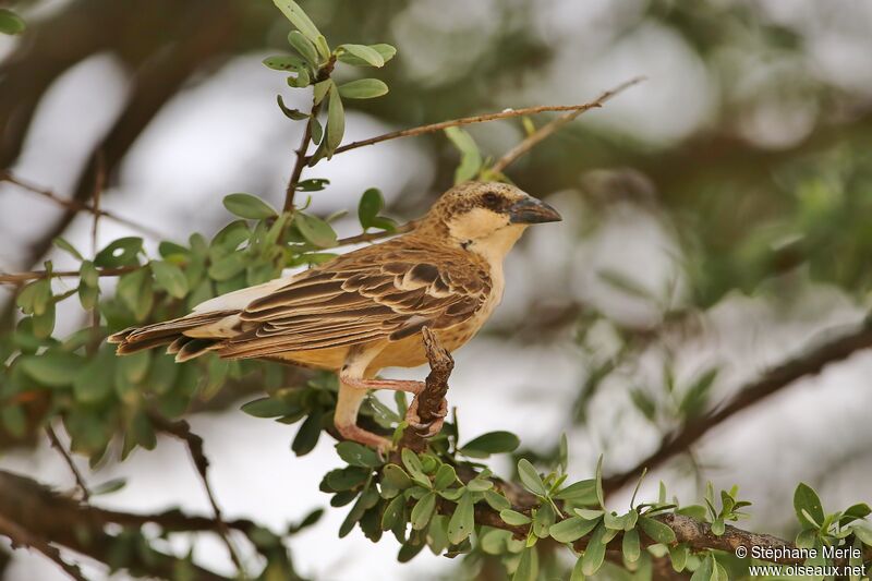 Donaldson Smith's Sparrow-Weaveradult
