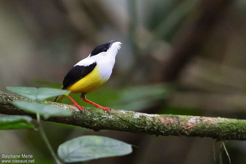 White-collared Manakin male adult, courting display, Behaviour