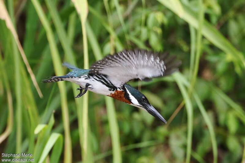 Amazon Kingfisher male adult, Flight, fishing/hunting