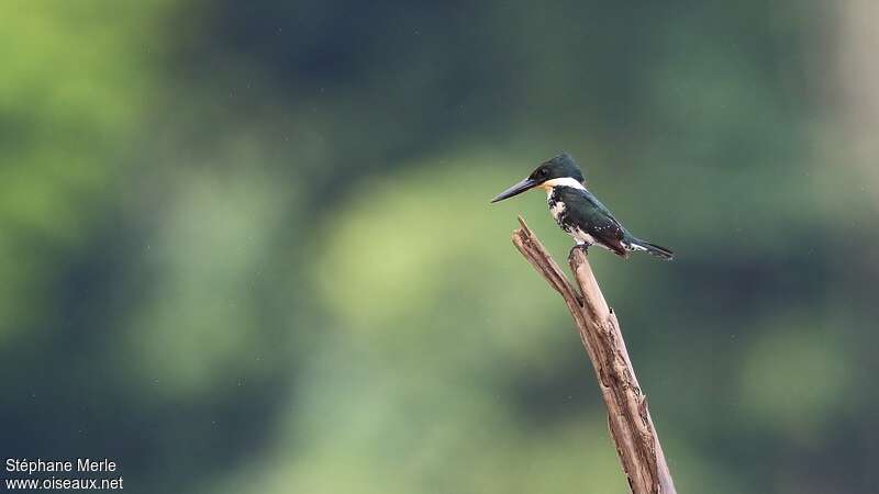 Green Kingfisher female adult, fishing/hunting