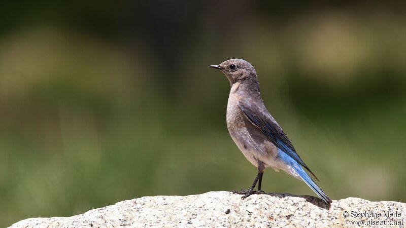 Mountain Bluebird female adult
