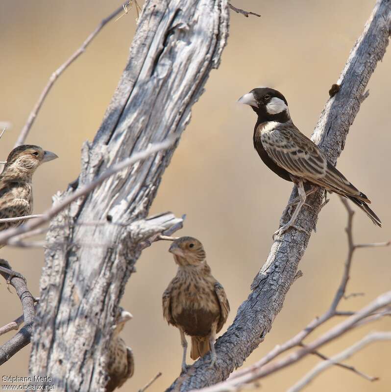 Grey-backed Sparrow-Lark male adult, identification