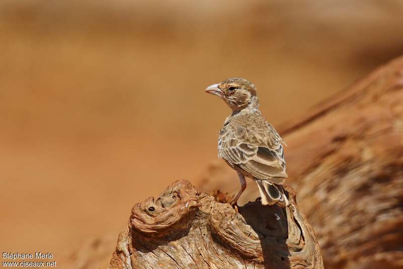 Chestnut-headed Sparrow-Lark female adult