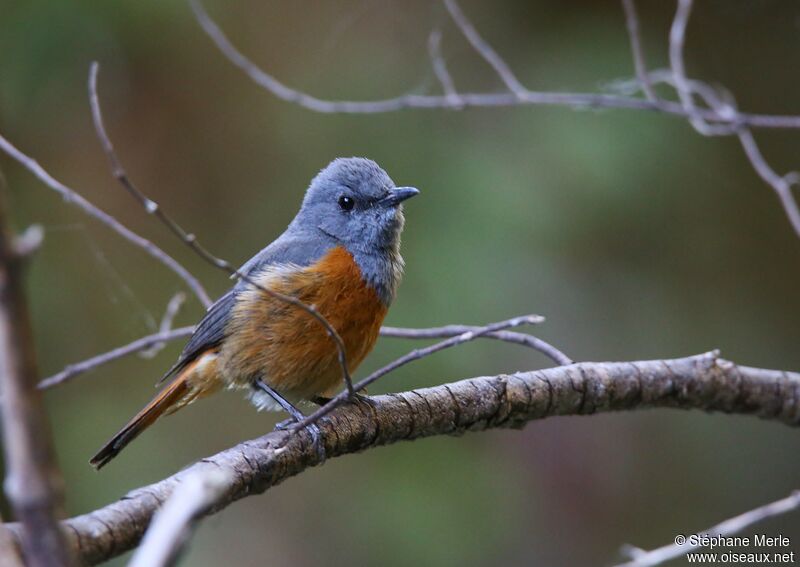 Forest Rock Thrush male adult