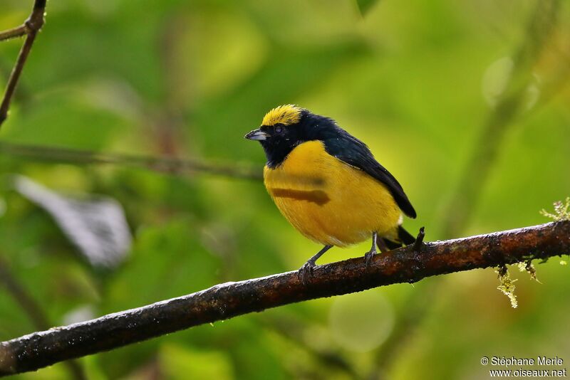 Yellow-crowned Euphonia male adult