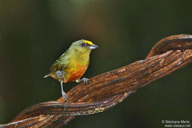 Olive-backed Euphonia male adult