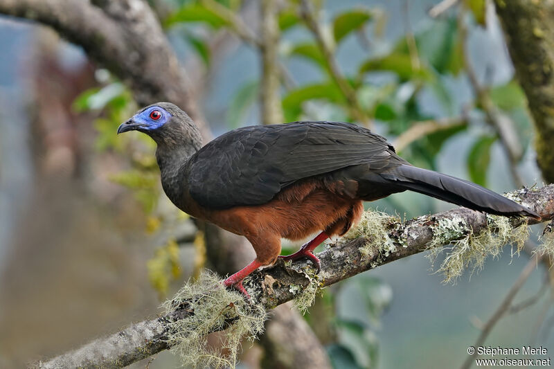 Sickle-winged Guan male adult