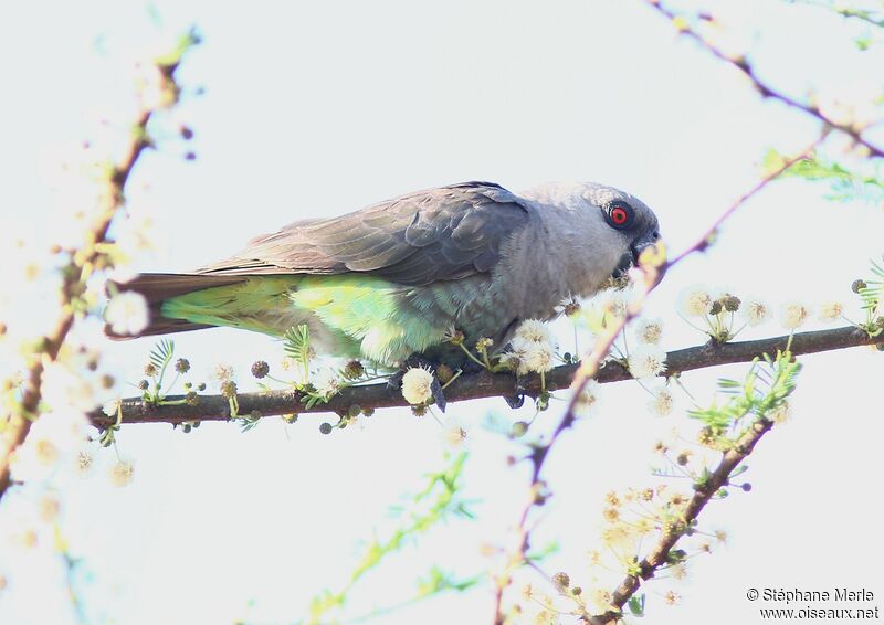 Red-bellied Parrot female adult