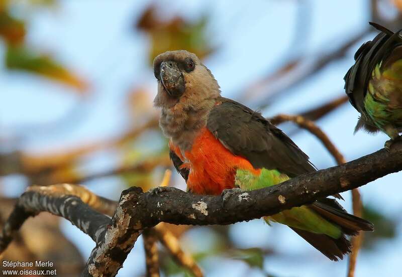 Perroquet à ventre rouge mâle