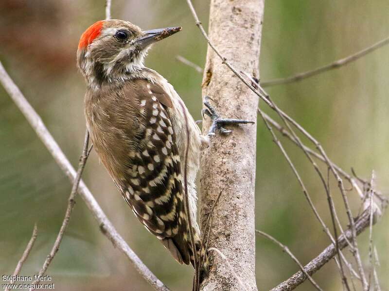 Brown-backed Woodpeckeradult, pigmentation, fishing/hunting