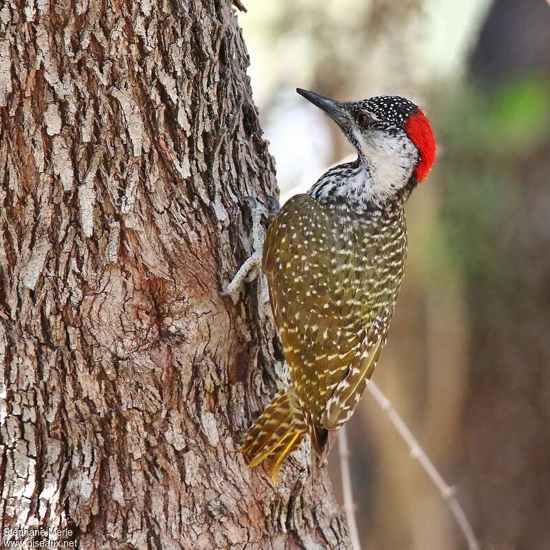Golden-tailed Woodpecker female adult