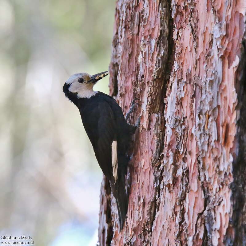 White-headed Woodpecker female adult, feeding habits, eats
