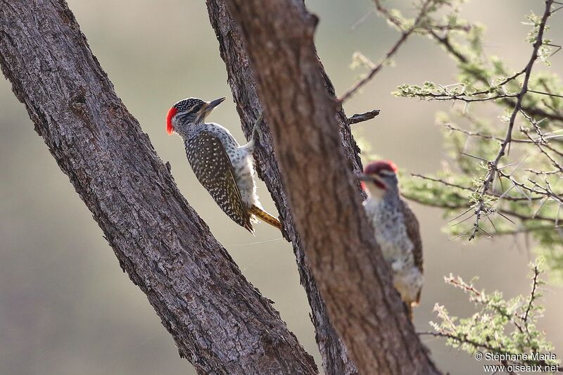 Nubian Woodpeckeradult