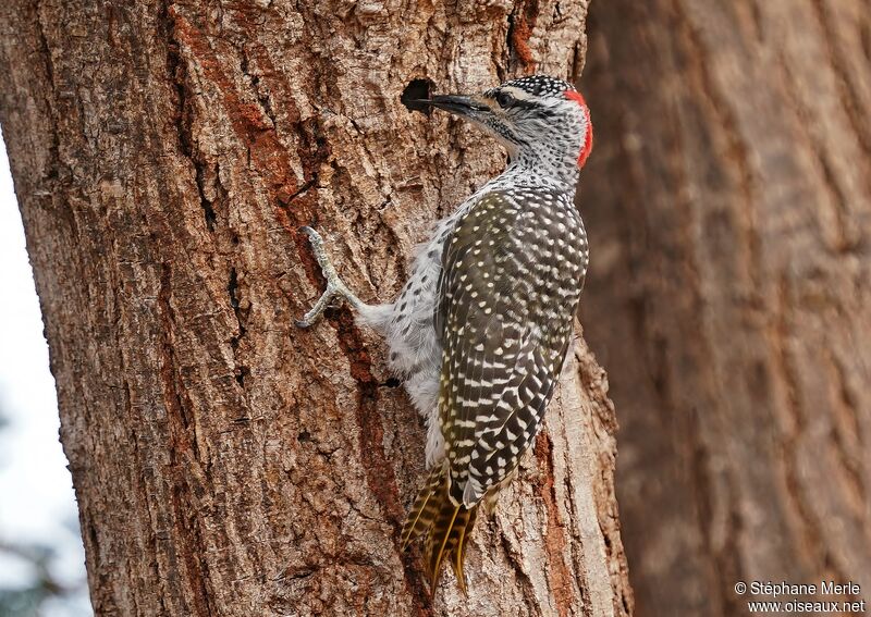 Nubian Woodpecker female