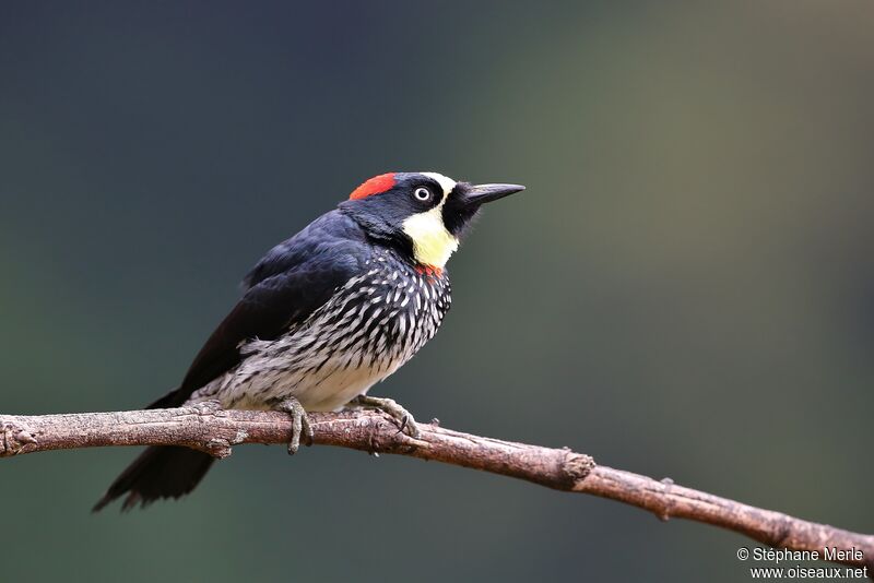 Acorn Woodpecker female adult