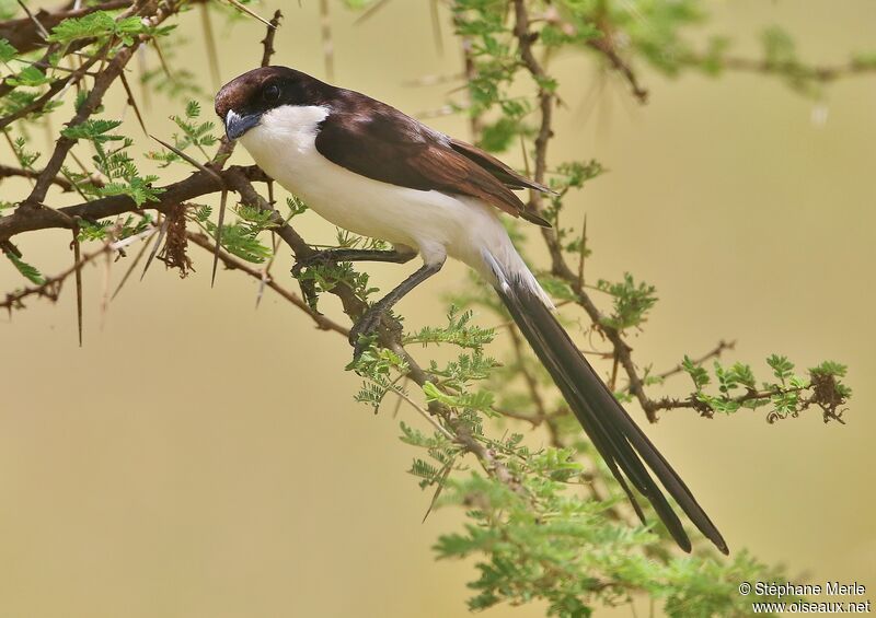 Long-tailed Fiscaladult