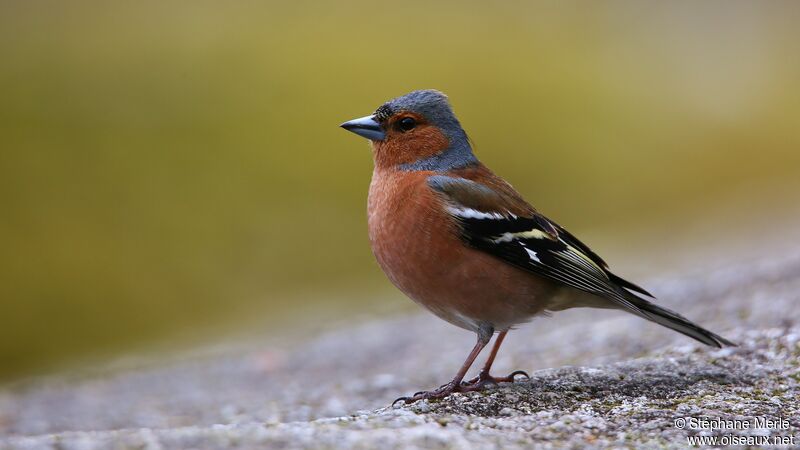 Common Chaffinch male