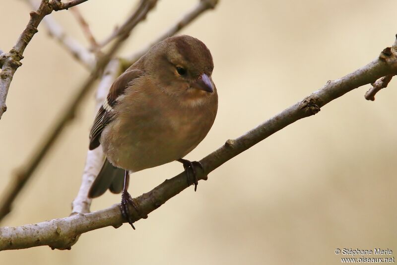 Common Chaffinch female